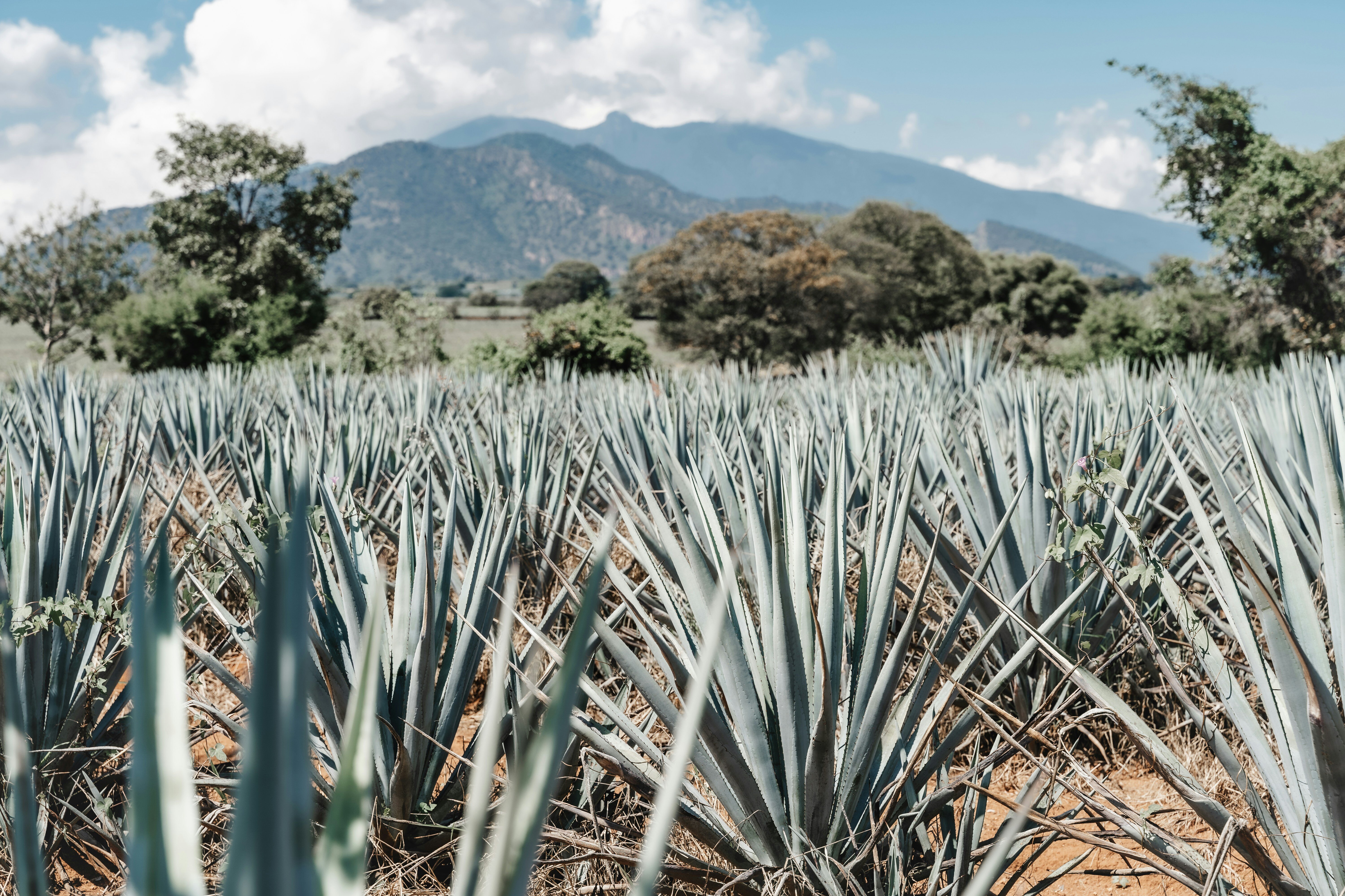 Mexican-Agave-for-Tequila-Production